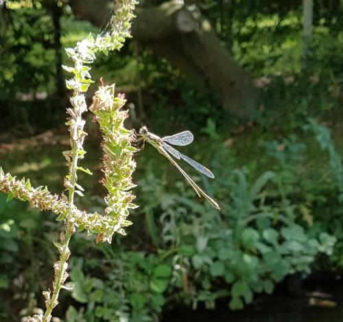 Chalcolestes viridis
